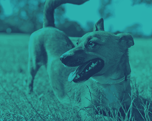 Oliver, Chief Pupper